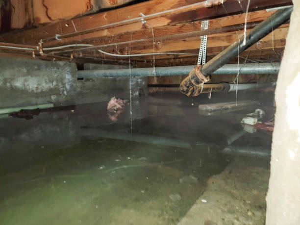 Best Water damage cleanup near me  in West Odessa, TX